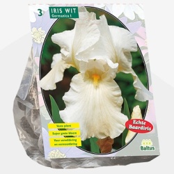 florentijnse_lis_iris-germanica-wit-per-3
