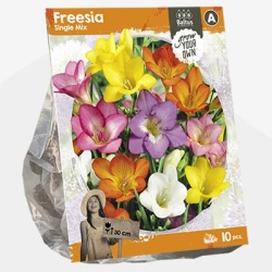 fresia_freesia-single-mix-sp-per-10
