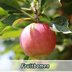 fruitbomen