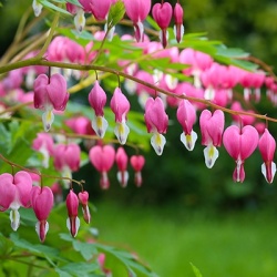 gebroken-hartje-dicentra-spectabilis