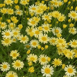 gele_kamille_anthemis-hybr-ec-buxton