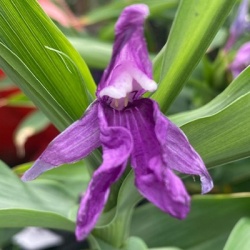 gemberorchidee-roscoea-auriculata