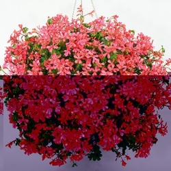 geranium-pelargonium-interspecific-cascade-lache-cascade