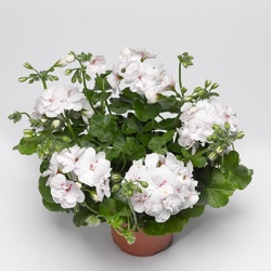 geranium-pelargonium-peltatum-corriente-luna