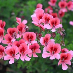 geranium-pelargonium-x-crispum-pac-angeleyes-oranges