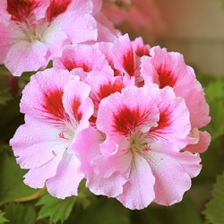 geranium-pelargonium-x-grandiflorum-aristo-pinks