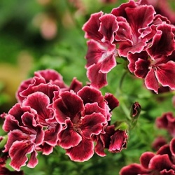 geranium-pelargonium-x-grandiflorum-aristo-red-beautys
