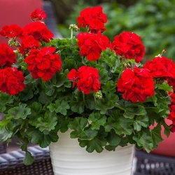 geranium_pelargonium-interspecific-calliope-l-dark-red