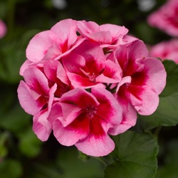 geranium_pelargonium-interspecific-calliope-m-rose-splash