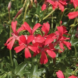 geranium_pelargonium-interspecific-cascade-leucht-cascade