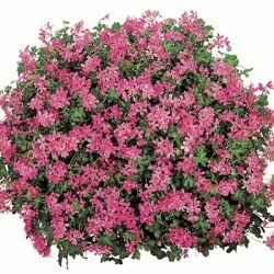 geranium_pelargonium-interspecific-cascade-lila-compact-cascade