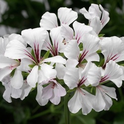 geranium_pelargonium-interspecific-cascade-snow-cascade