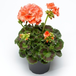 geranium_pelargonium-peltatum-compact-line-salmon