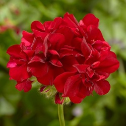 geranium_pelargonium-peltatum-corriente-dark-red