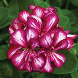 geranium_pelargonium-peltatum-corriente-explosieve