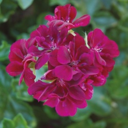 geranium_pelargonium-peltatum-corriente-lulu