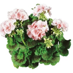 geranium_pelargonium-zonale-classic-dolce-vita