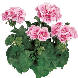 geranium_pelargonium-zonale-tango-bravo-light-pink