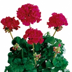geranium_pelargonium-zonale-tango-neon-purple