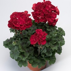 geranium_pelargonium-zonale-tango-velvet-red