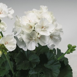 geranium_pelargonium-zonale-tango-white