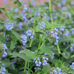 gewone_smeerwortel_symphytum-azureum
