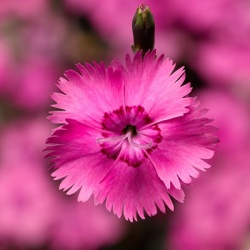grasanjer-dianthus-plumarius-dixie-pink-dicz0003-pbr