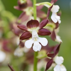 groenblijvende-tuinorchidee-calanthe