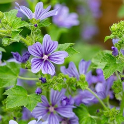 groot_kaasjeskruid_malva-syl-primley-blue