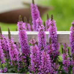 grote-kattenstaart-lythrum-salicaria-pink-blush