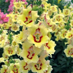grote_leeuwenbek_antirrhinum-majus-antirinca-yellow