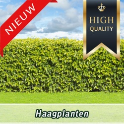 haagplanten