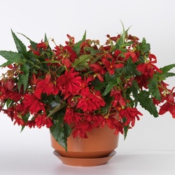 hangbegonia-begonia-tuberhyb-tenella-f1-scarlet