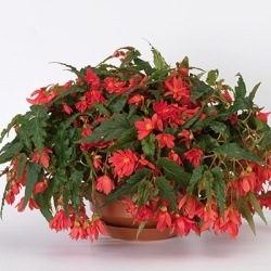 hangbegonia-begonia-x-tuberhybrida-tenella-f1-rose