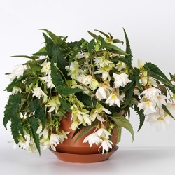 hangbegonia-begonia-x-tuberhybrida-tenella-f1-white