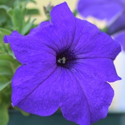 hangpetunia-surfinia-petunia-x-atkinsiana-surfinia-blue-sunblus
