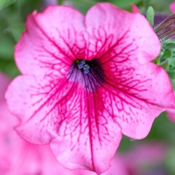 hangpetunia-surfinia-petunia-x-atkinsiana-surfinia-pink-vein-sunbapives