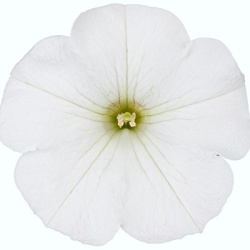 hangpetunia-surfinia-petunia-x-atkinsiana-surfinia-snow-sunsurfkurif