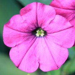 hangpetunia-surfinia-petunia-x-atkinsiana-surfinia-sumo-rose-sunbui-mirekuis