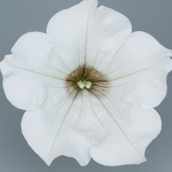 hangpetunia-surfinia-petunia-x-atkinsiana-surfinia-white-kesupitef