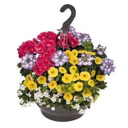 hangpot-mix-met-zomerbloeiers-confetti-garden-party-sun-conure-light