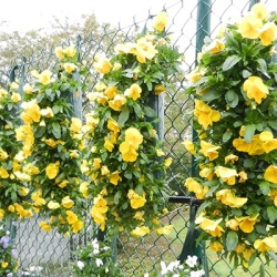 hangzakken-met-bloemen-22