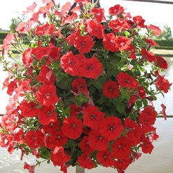 hangzakken-met-bloemen-40