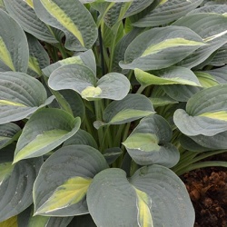 hartlelie-hosta-kiwi-full-monty