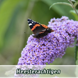 heesterachtigen