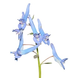 helmbloem-corydalis-flexuosa-porcelain-blue-eu55939pp31637