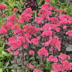 hemelsleutel-sedum-telephium-red-cauli