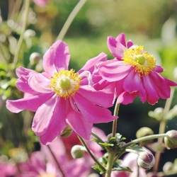 herfstanemone-anemone-hupehensis-prinz-heinrichs