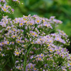 herfstaster-aster-ageratoides-asmo
