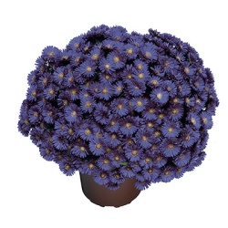 herfstaster-aster-novi-belgii-magic-blue-syast-draip-pbr